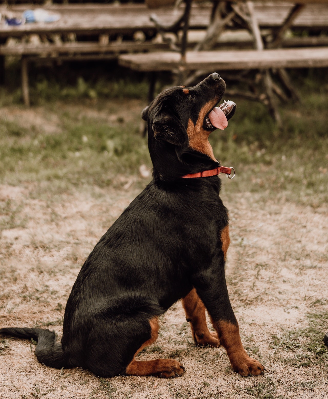 Jeune beauceron