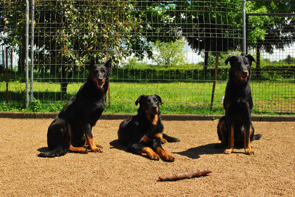 Beaucerons des Fidèles Complices